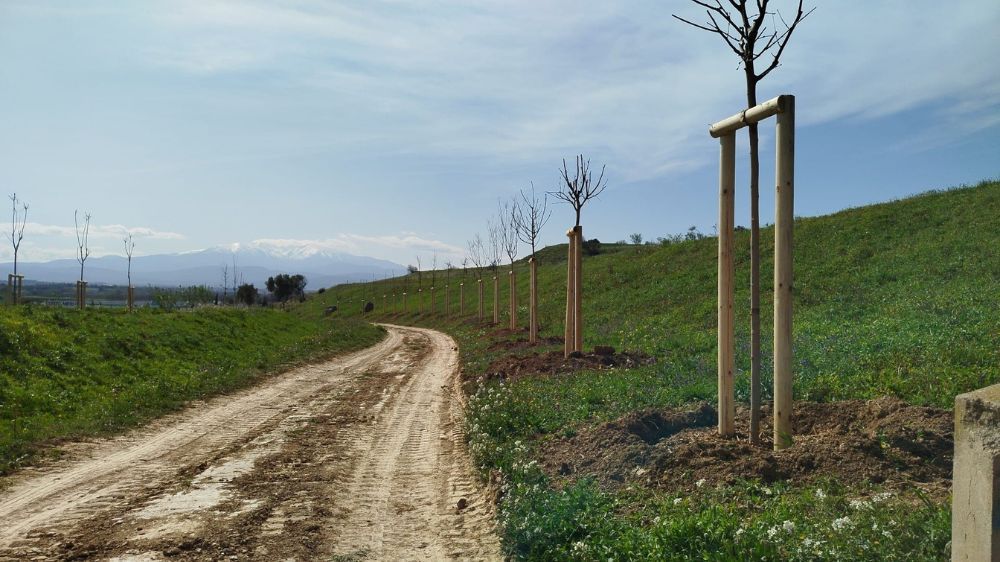 Perpignan -Plantations d'arbres 3.jpg